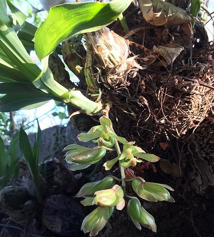 Clowesia thylaciochila